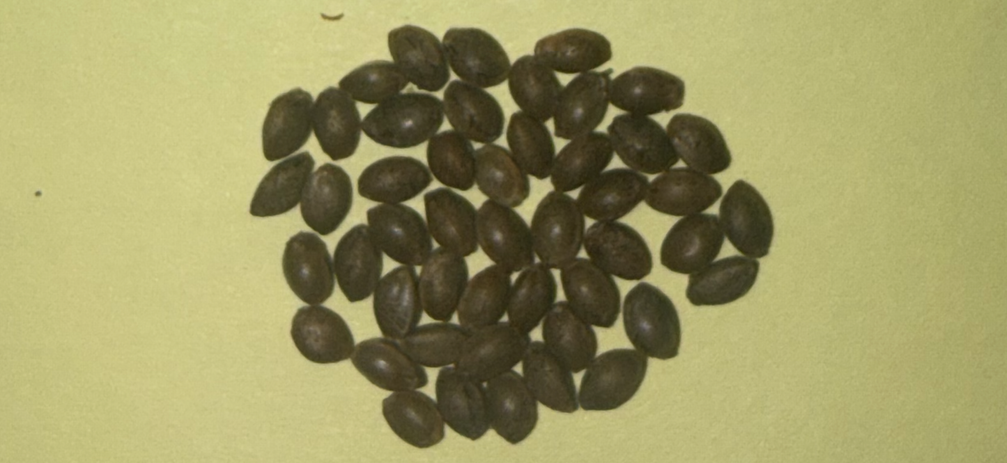 Pink Runtz (Hybred) Autoflower - 1 Seed
