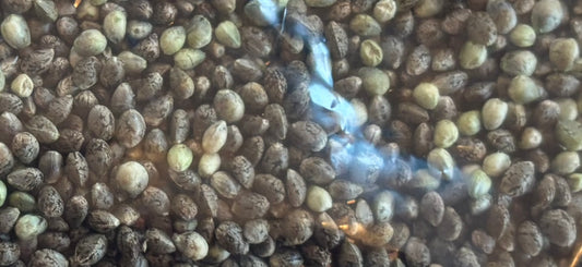 Northern Lights (Indica) Autoflower -3 Seeds