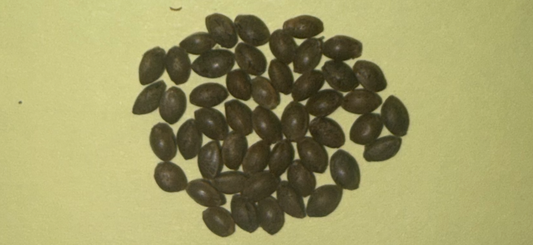 Pink Runtz (Hybred) Autoflower - 1 Seed
